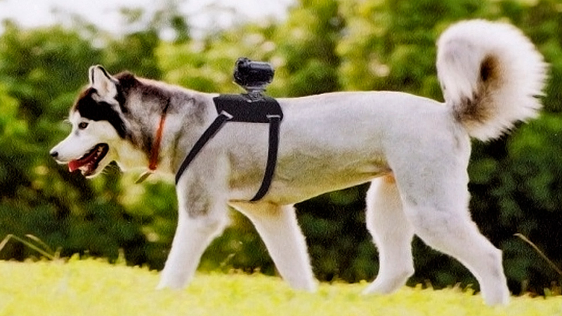 Illustration for article titled Man's Best Friend Gets Its Own Action Cam Mount Courtesy Of Sony
